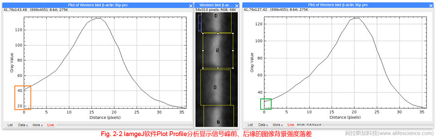 Fig 2-2 IamgeJ軟件Plot Profile分析顯示信號峰前、后緣的圖像背景強(qiáng)度落差.jpg