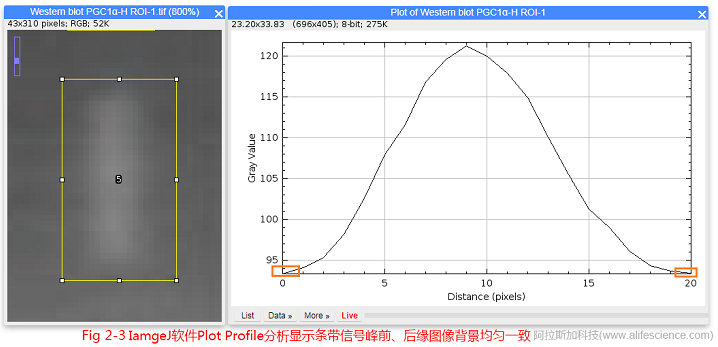 Fig.2-3 IamgeJ軟件Plot Profile分析顯示條帶信號峰前、后緣圖像背景均勻一致.jpg