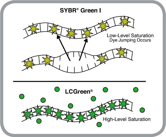 實(shí)時熒光定量PCR儀LC Green和SYBR Green I標(biāo)記染料工作原理.jpg