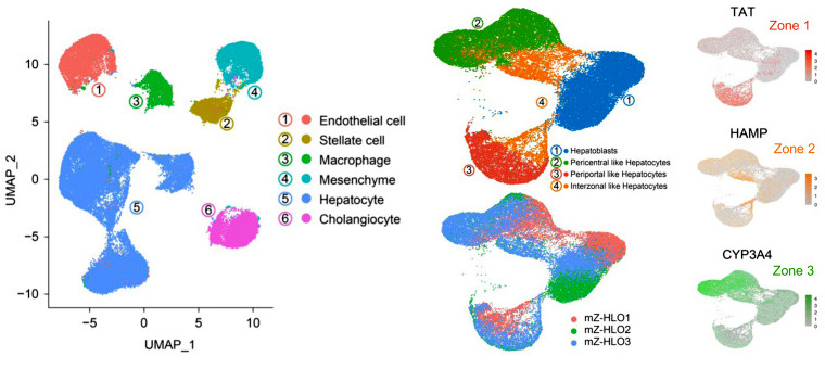 圖4 mZ-HLO類器官細(xì)胞基因表達(dá)空間異質(zhì)性snRNA-seq UMAP圖.jpg